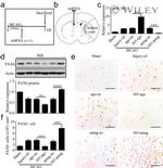 PAX6 Antibody in Western Blot (WB)