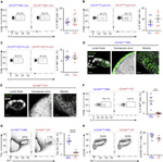 IL-4 Antibody in Flow Cytometry (Flow)