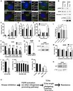 alpha Tubulin Antibody in Western Blot (WB)