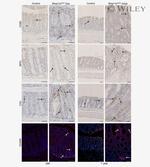 CD45R (B220) Antibody in Immunohistochemistry (IHC)