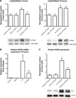 iNOS Antibody in Western Blot (WB)