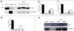 Ku80 Antibody in Western Blot, Immunoprecipitation (WB, IP)