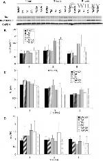 GAPDH Antibody in Western Blot (WB)