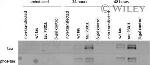 Phospho-Tau (Ser199, Ser202) Antibody in Western Blot (WB)