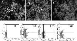 CD45 Antibody in Flow Cytometry (Flow)