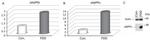 beta Amyloid Antibody in ELISA (ELISA)