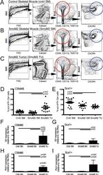 Ly-6A/E (Sca-1) Antibody in Flow Cytometry (Flow)