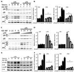 Phospho-JNK1/JNK2 (Thr183, Tyr185) Antibody in Western Blot (WB)