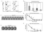 CD44 Antibody