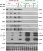 beta Actin Loading Control Antibody in Western Blot (WB)