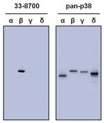 p38 MAPK beta Antibody