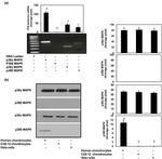 p38 MAPK beta Antibody in Western Blot (WB)