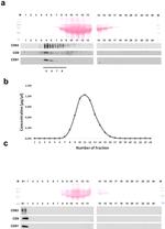 CD81 Antibody in Western Blot (WB)