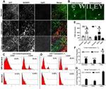 CD29 (Integrin beta 1) Antibody in Flow Cytometry (Flow)