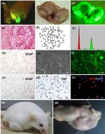 Ki-67 Antibody in Immunocytochemistry (ICC/IF)