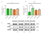 ERK1/2 Antibody in Western Blot (WB)