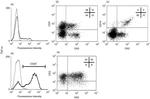 CD200 Antibody in Flow Cytometry (Flow)