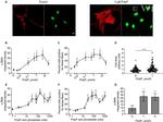 Alpha-Smooth Muscle Actin Antibody in Immunocytochemistry (ICC/IF)