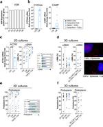 Alpha-Smooth Muscle Actin Antibody in Immunocytochemistry (ICC/IF)