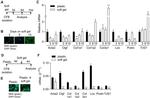 Alpha-Smooth Muscle Actin Antibody in Immunocytochemistry (ICC/IF)