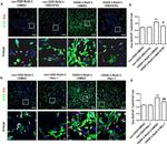 GFAP Antibody in Immunohistochemistry (IHC)