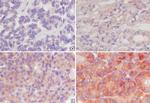 COX2 Antibody in Immunohistochemistry, Immunohistochemistry (Paraffin) (IHC, IHC (P))