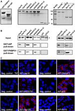 p23 Antibody in Proximity Ligation Assay (PLA) (PLA)