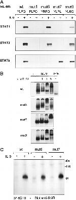 STAT3 Antibody in Gel Shift (GS)