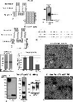 6x-His Tag Antibody in Western Blot (WB)