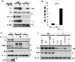 CD63 Antibody in Western Blot (WB)