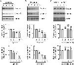 Claudin 2 Antibody in Western Blot (WB)