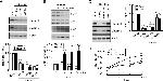 Claudin 2 Antibody in Western Blot (WB)