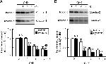 Claudin 2 Antibody in Western Blot (WB)