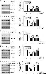 Claudin 2 Antibody in Western Blot (WB)