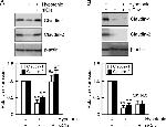 Claudin 2 Antibody in Western Blot (WB)