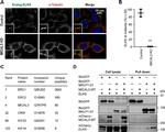 alpha Tubulin Antibody in Immunocytochemistry (ICC/IF)