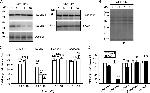 Claudin 2 Antibody in Western Blot (WB)