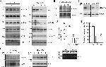 Claudin 2 Antibody in Western Blot (WB)