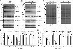 Claudin 2 Antibody in Western Blot (WB)