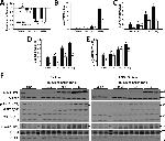 GSK3 alpha/beta Antibody in Western Blot (WB)