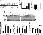 GAPDH Antibody in Western Blot (WB)