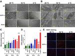 Laminin Antibody in Immunohistochemistry (IHC)