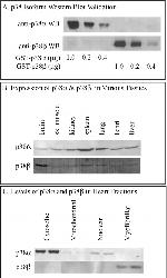 p38 MAPK beta Antibody in Western Blot (WB)