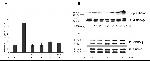 GSK3 alpha/beta Antibody in Western Blot (WB)