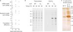 6x-His Tag Antibody in Western Blot (WB)