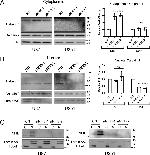 Lamin A/C Antibody in Western Blot (WB)