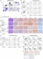 CD45 Antibody in Flow Cytometry (Flow)