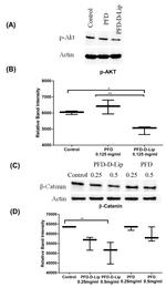 beta Catenin Antibody in Western Blot (WB)