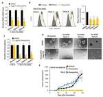 SOX2 Antibody in Flow Cytometry (Flow)