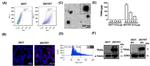 CD63 Antibody in Western Blot (WB)